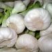Vietnam Fresh Garlic