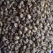 Wet Polished Robusta Coffee Bean SCR16